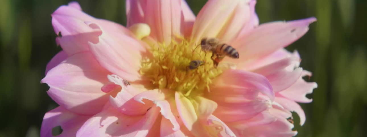 Two bees float over a pink flower while one hovers over the center pollinating