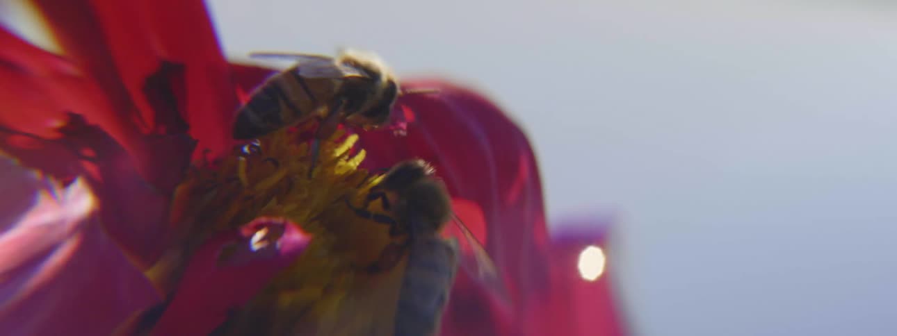 Two bees land on a flower and drink the nectar then one flies away