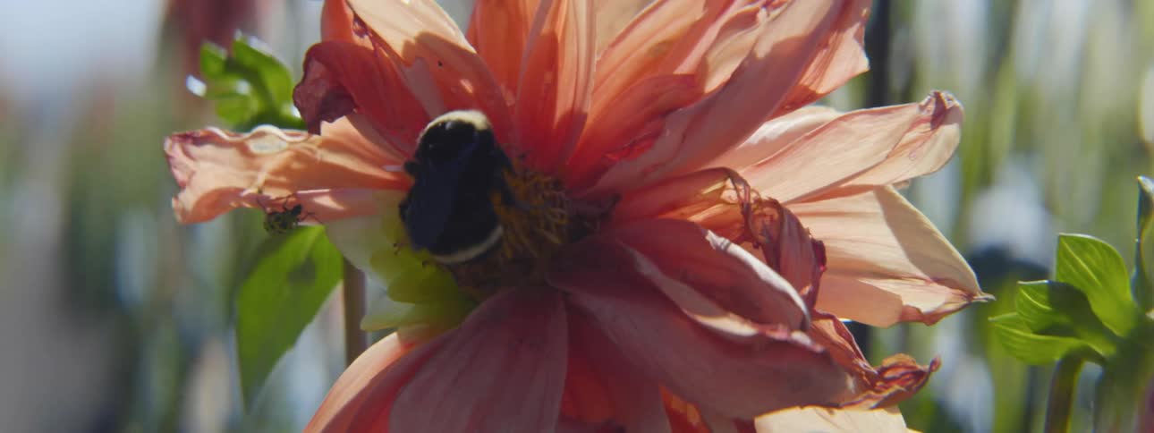 A honey bee flying and landing on a pink flower on a sunny day