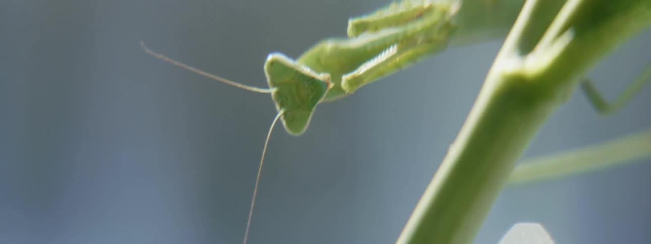 Green mantis over the green branch of a plant outdoors