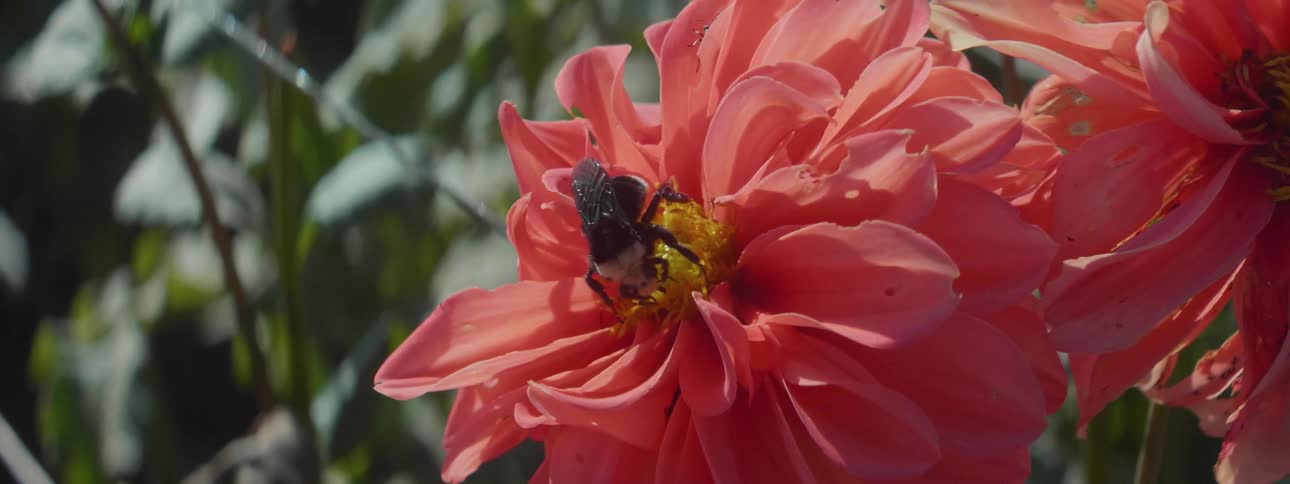 Black and white bee pollinating a pink flower