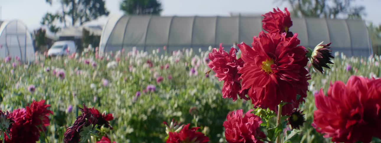 A bee flying around a flower in a field