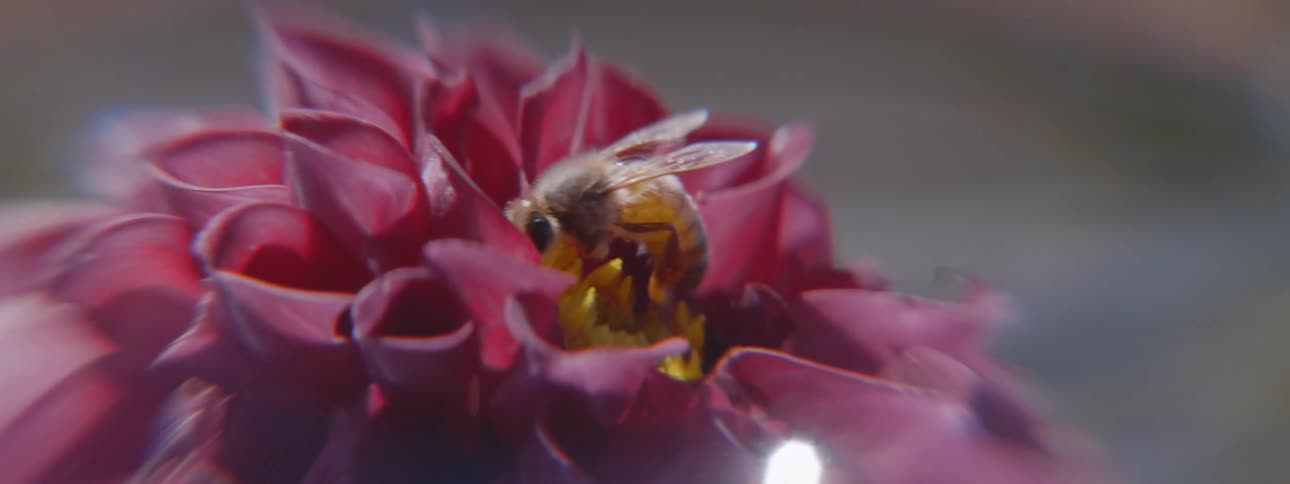 A honeybee pollinating a purple flower