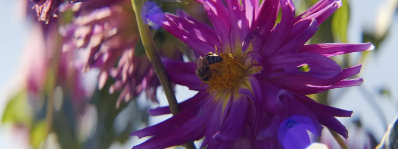 Honey bee collecting pollen and pollinating a flower