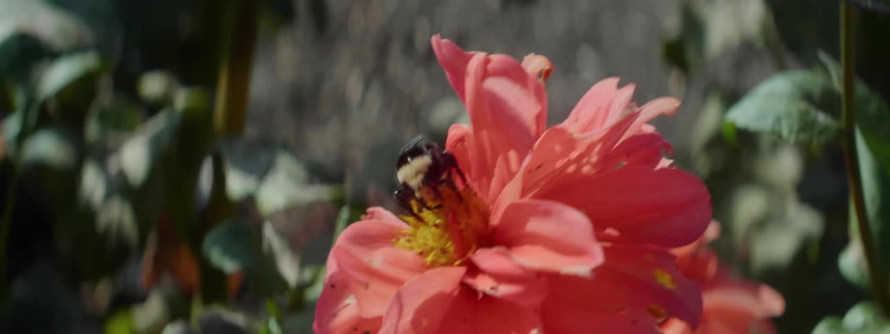 Honey bee feeding and pollinating a red blooming flower outdoors