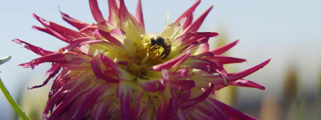Bee pollinating a pink and yellow flower at daytime