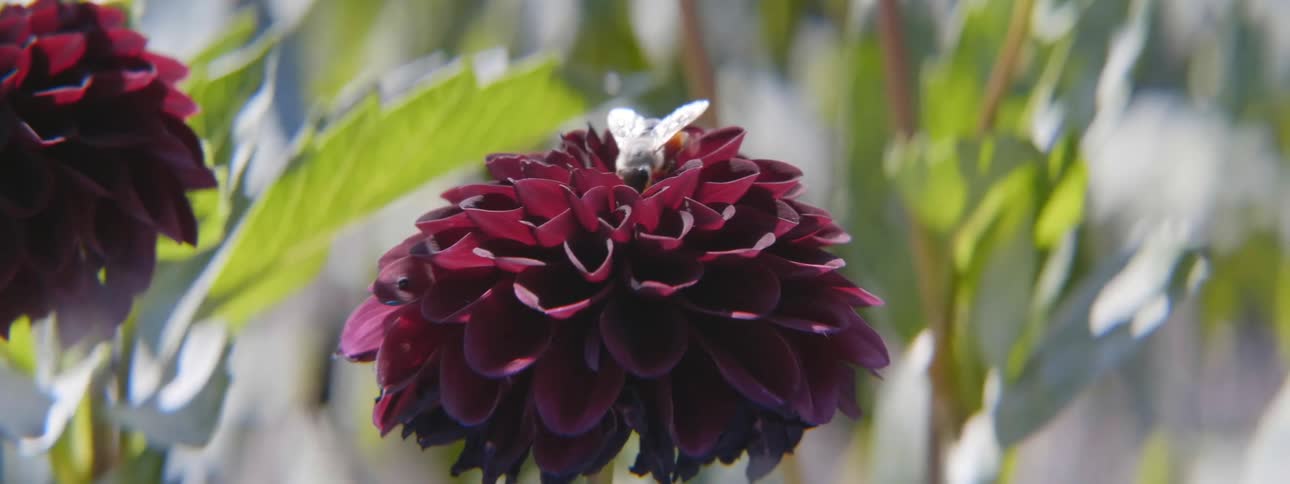 Bee on flower drinks nectar as it moves in the wind other flowers to the side and in the background