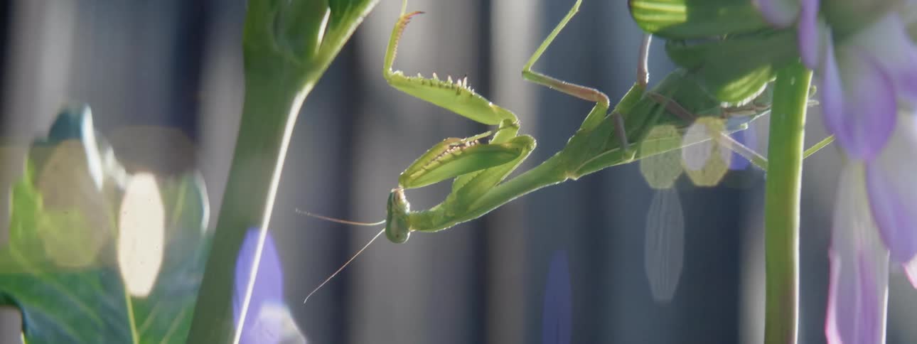 A praying mantis sleeps upside down on the stem of a flower