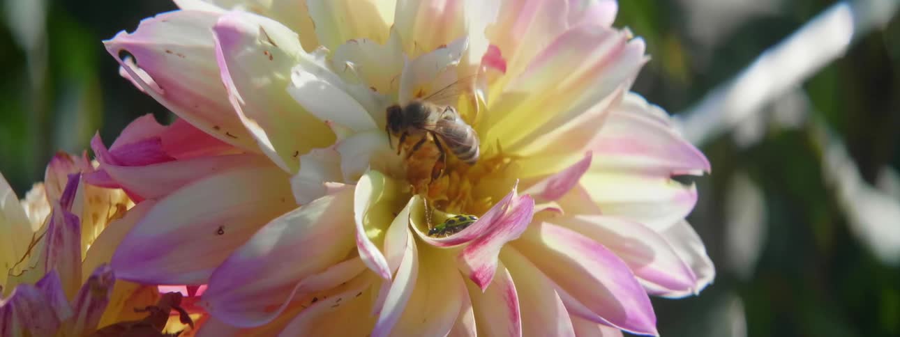 Bee pollinating a pink and white dahlia