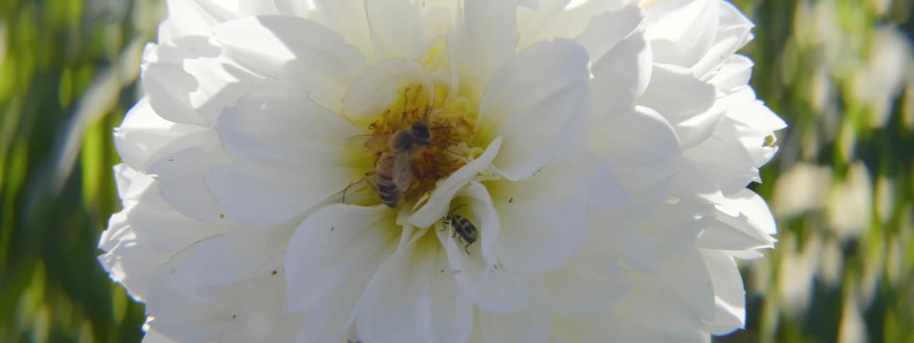 A bee collects nectar from a blossoming white flower in a field on a sunny day