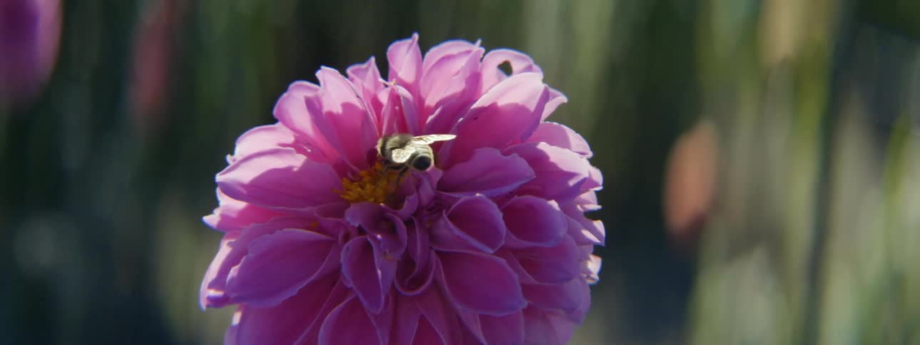 Bee pollinating a pink flower at daytime