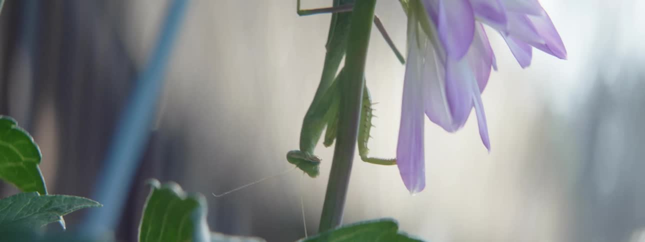 A praying mantis sits on a flower stalk