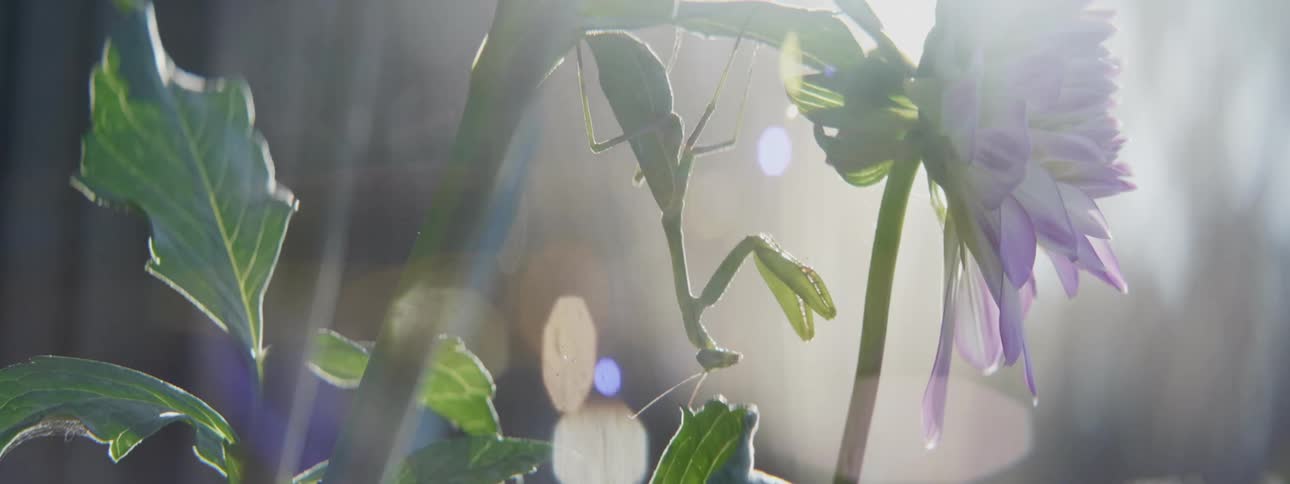 Flare of sunlight over a green praying mantis on a light purple and white flower