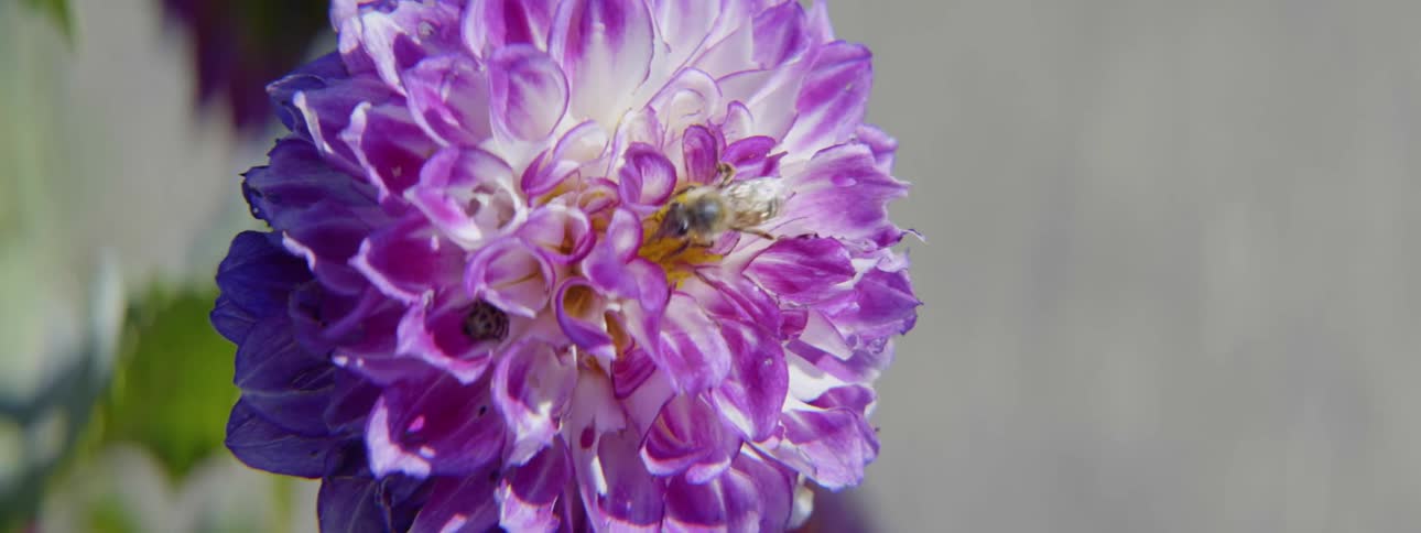 Purple flower blows in the wind while a bee lands on it to drink nectar