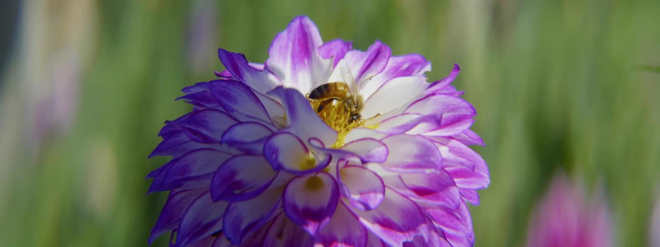 A bee collects nectar from a purple and white flower in a field during the day