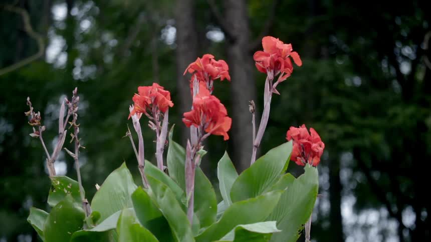 Close-up of a plant with flowering red buds