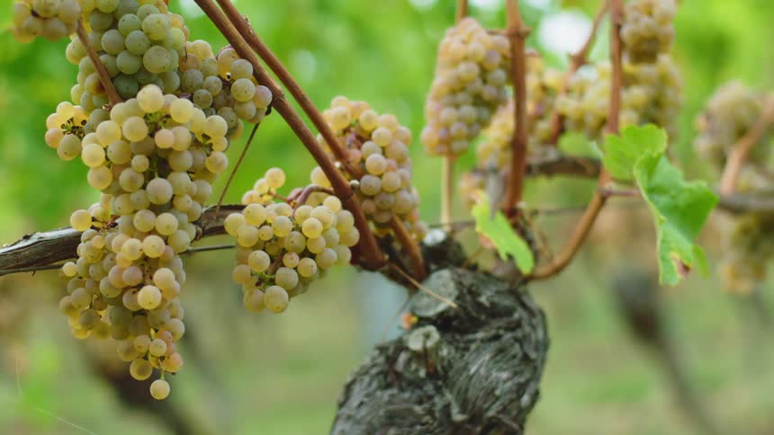 Yellow grape bunches hanging from the vine on a vineyard