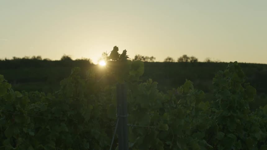 The sun is setting in the horizon
