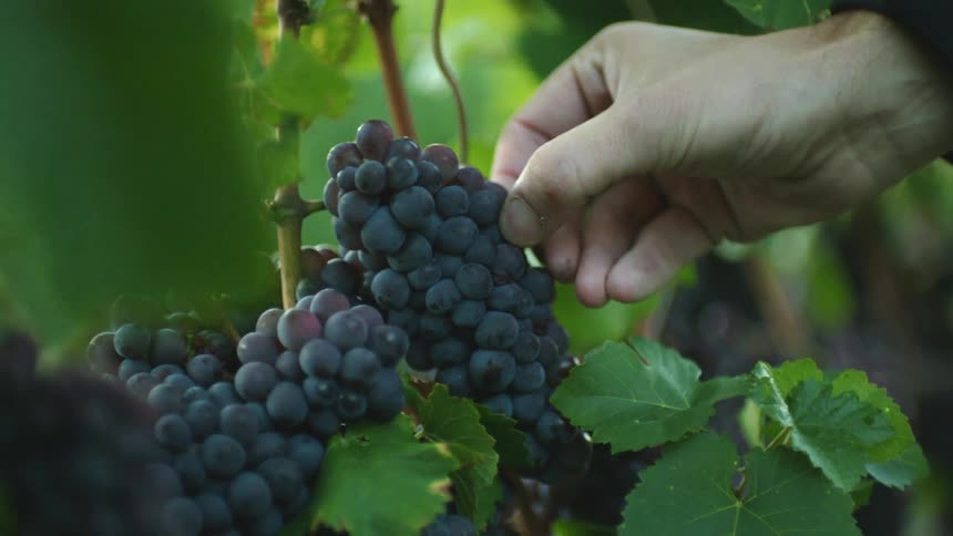 A person picks a grape from a bunch on a wet vine outdoors during the day