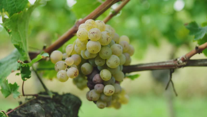 Green grapes growing on a vine