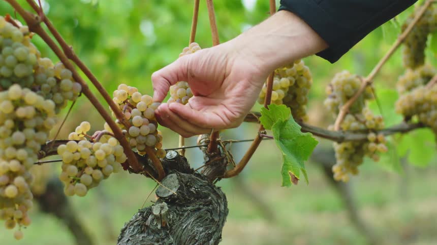 A man pulls a green grape off a vine of grapes