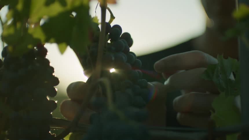 Silhouette of a person picking a grape from a vine and tasting it at sunset