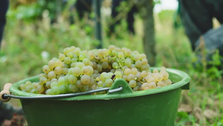 Green grapes being harvested and dropped into a bucket on a vineyard