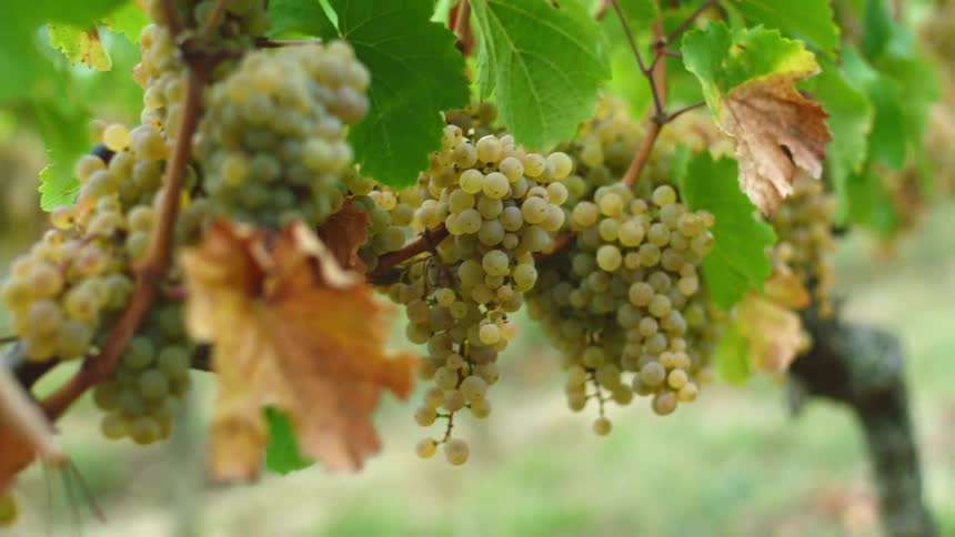 Grapes are hanging on vines from a tree