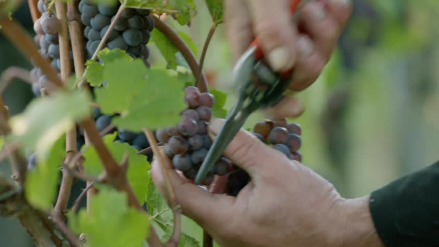 A person is cutting grapes off of a vine