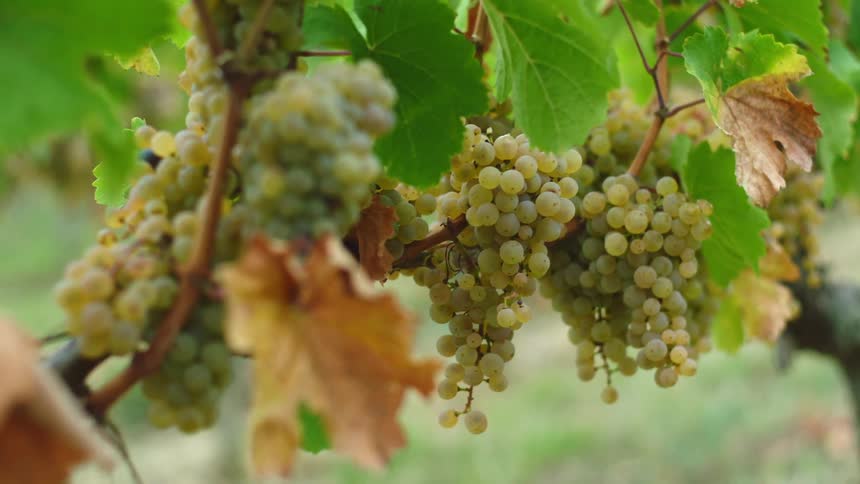 Green grapes on a vine outside