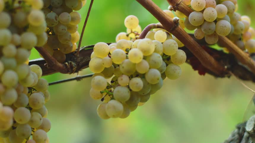 Grapes are on a vine outdoors in spring