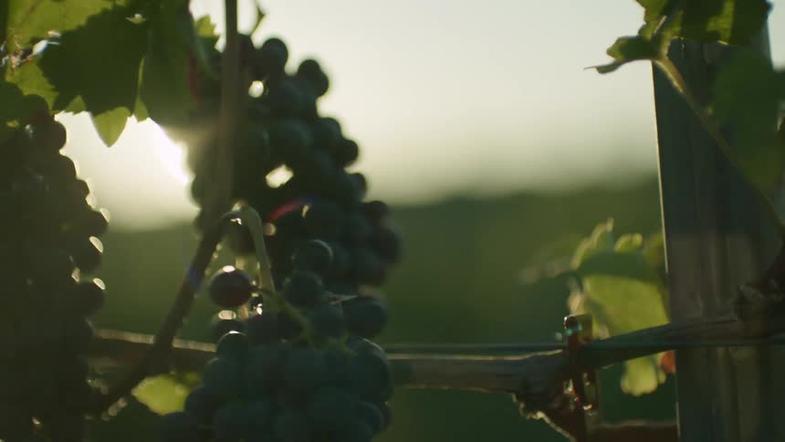Grapes on a vine with leaves with the sky and clouds in the background