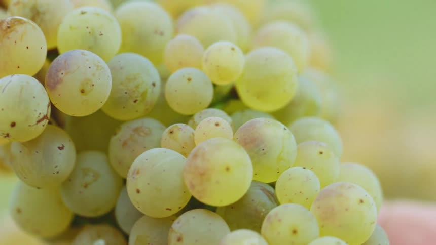A person is holding grapes outdoors