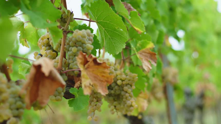 Grapes are hanging from a vine outdoors in spring