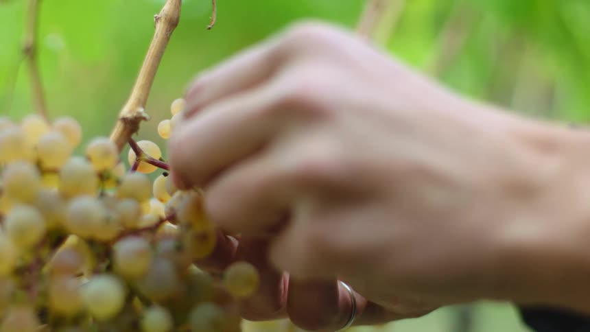 Hands picking white grapes off a vine in a vineyard