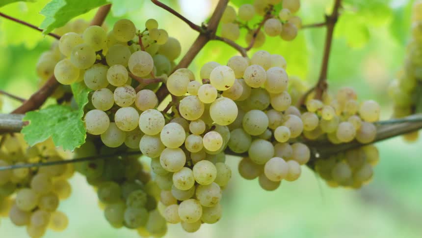 Grapes are hanging from a plant outdoors