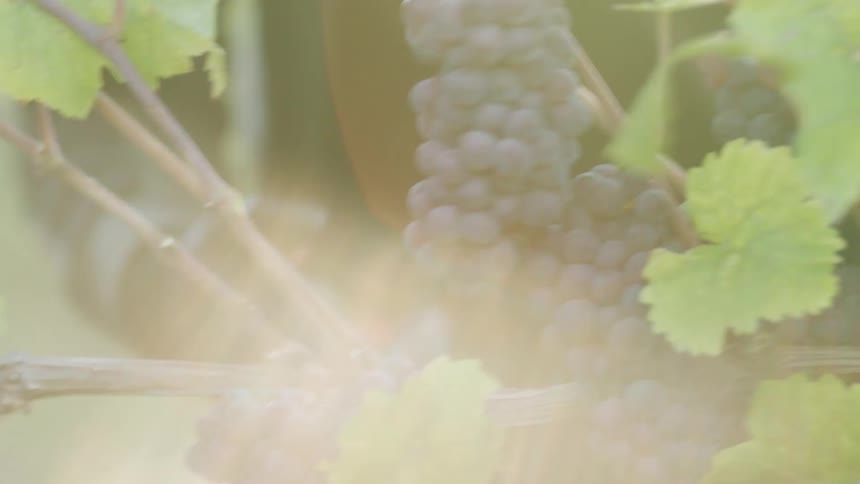 A person picking bunches of grapes from the vine with scissors