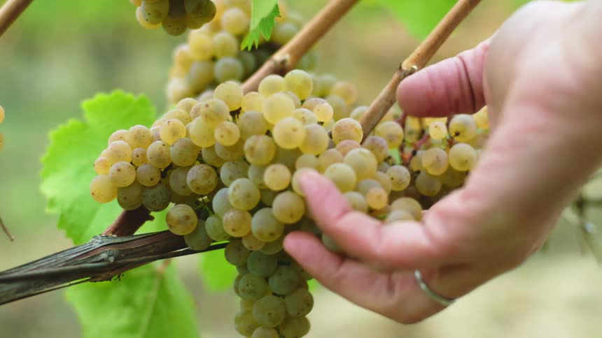 A person handling a bunch of yellow grapes on a vine in the vineyard