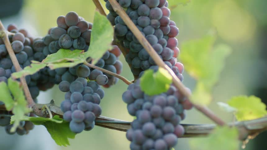 Bunches of grapes hanging on the vine on a vineyard