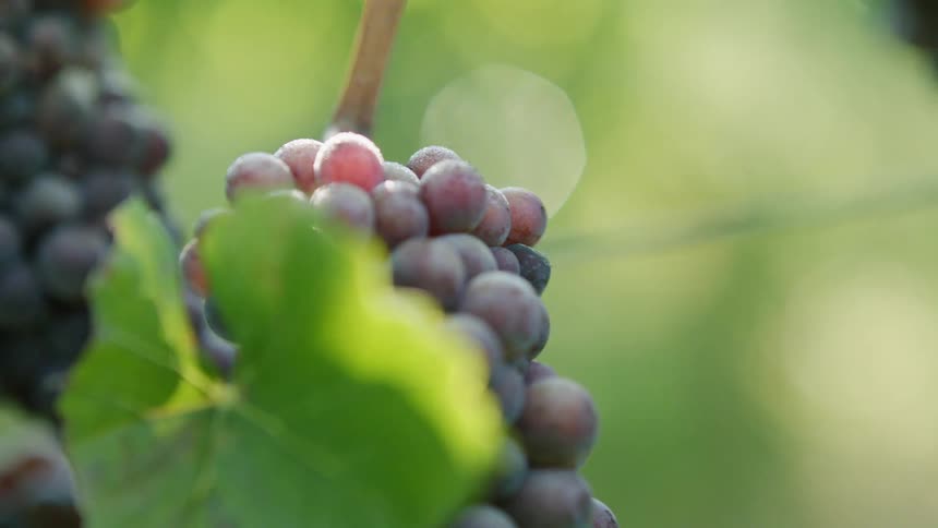 A bunch of grapes still on a plant