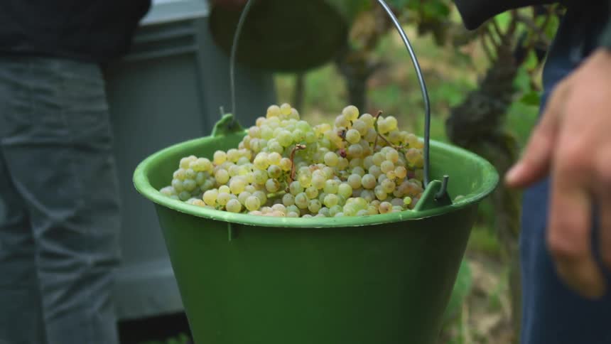 Group of workers harvesting grape bunches on a buckets in a vineyard