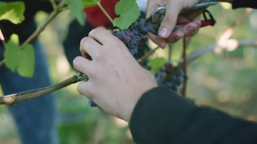Two people cut grapes off the vine with shears