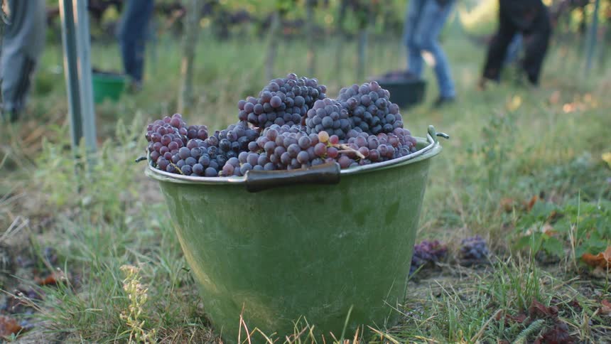 A bucket of grapes lying in the grass in a vineyard as people pick grapes in the background