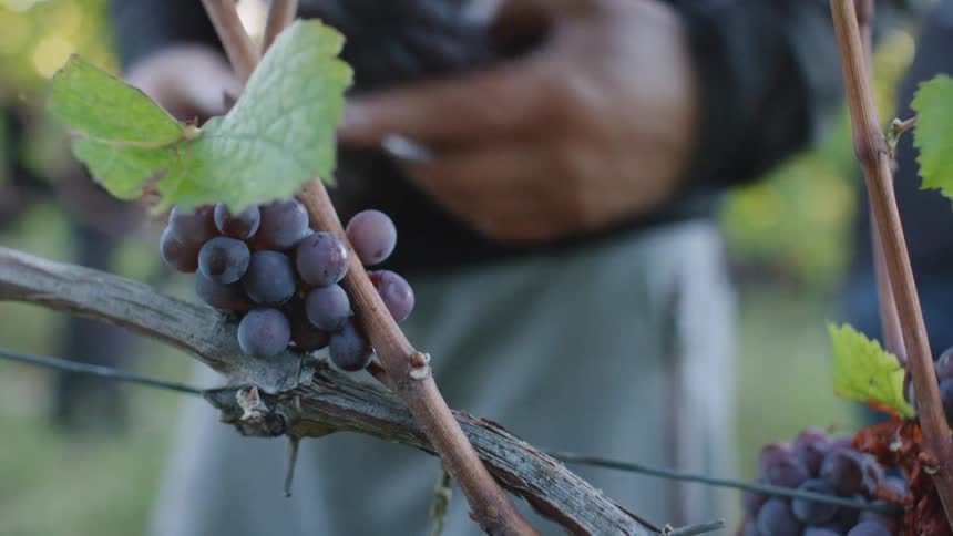 Group of people harvesting grape bunches from the vines on a vineyard