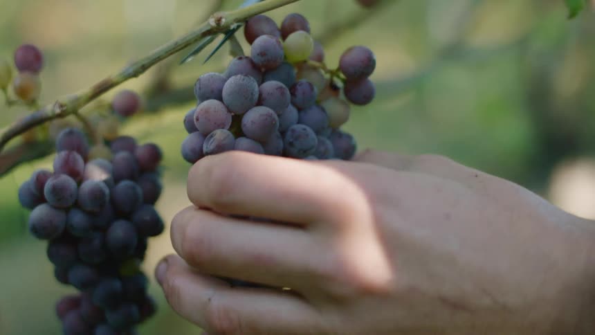 A person is cutting grapes from a vine outdoors