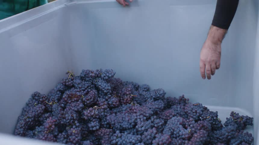 People harvesting buckets of grape bunches empty them on a big plastic container