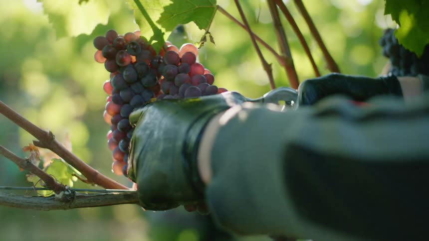 Hands harvesting red grapes fresh from a vine at daytime