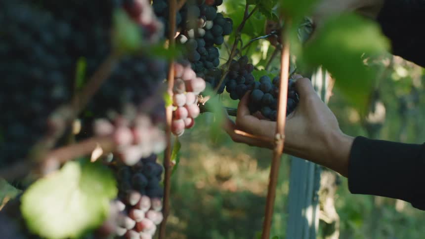 A person cuts grapes off a stem in a vineyard