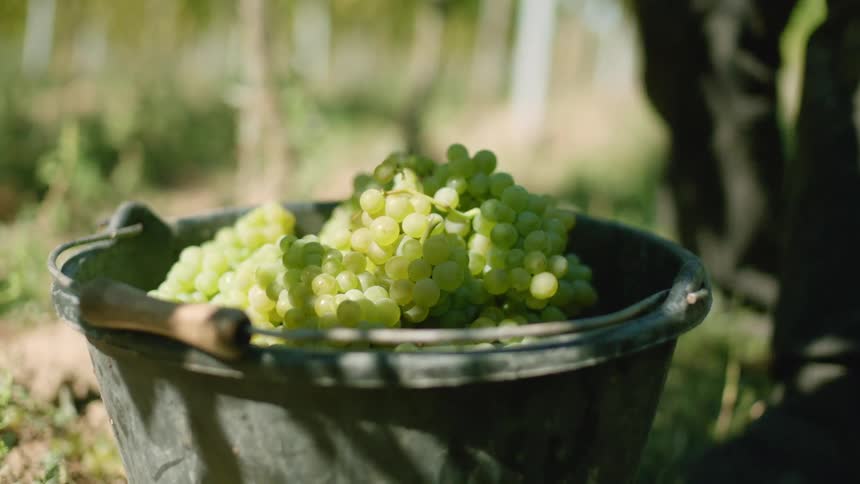 Hands placing bunches of green grapes in a black pot outside in a garden at daytime