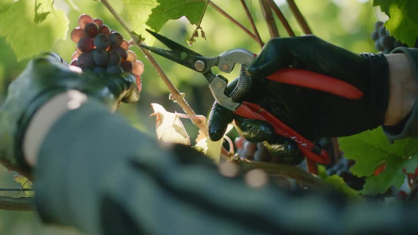 Gloved hands snipping grapes from a bush